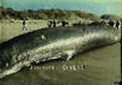 Exploding Whale - True american news report